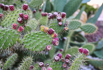 Image showing Prickly pear cactus with fruits