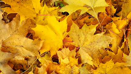 Image showing Bright yellow autumn background from fallen golden foliage of ma