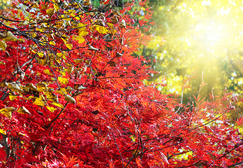 Image showing Japanese maple or Acer palmatum branches on the sunny autumn gar