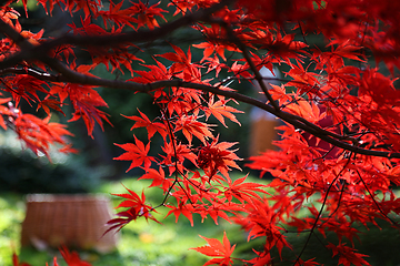 Image showing Bright red branches of Japanese maple or Acer palmatum