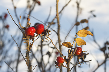 Image showing Dog Rose branches with bright fruits in the winter