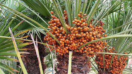 Image showing Palm tree with bright orange fruits