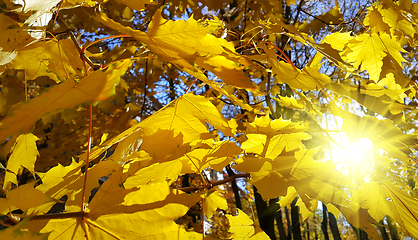 Image showing Autumn branch with yellow foliage of maple tree