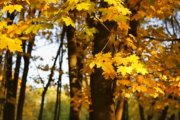 Image showing Golden autumn maple trees burning in the evening sun