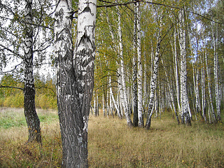 Image showing Autumn landscape with beautiful birch