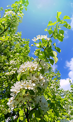 Image showing Beautiful branch of a spring fruit tree with beautiful white flo