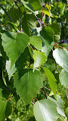 Image showing Beautiful branch of a spring birch