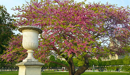 Image showing Decoration of Tuileries garden in Paris