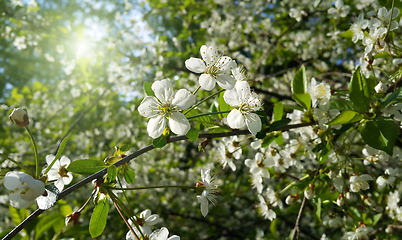 Image showing Branch of spring blooming tree with white flowers