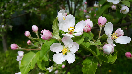 Image showing Beautiful branch of spring blooming apple tree 
