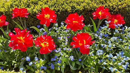 Image showing Beautiful Tulips and Forget Me Not flowers