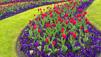 Image showing Green lawn with beautiful tulips and violets flowers