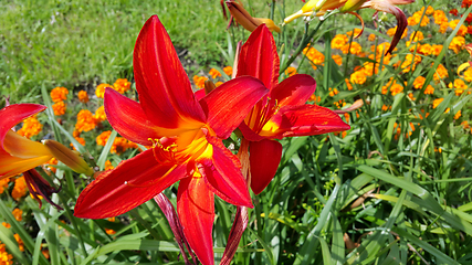 Image showing Beautiful bright lilies