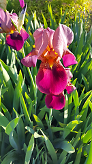 Image showing Beautiful iris flower 