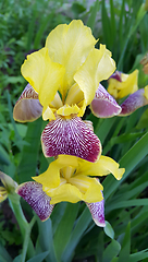 Image showing Beautiful iris flower