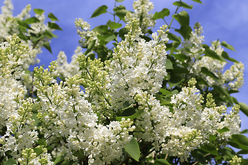 Image showing Beautiful spring branches of blooming white lilac bush