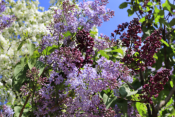 Image showing Beautiful flowering spring trees and lilac branches