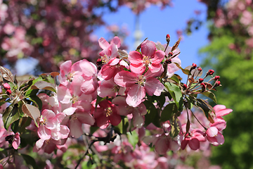 Image showing Branch of spring apple tree with beautiful bright pink flowers