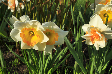 Image showing Beautiful white flowers of Narcissus