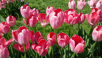 Image showing Beautiful bright pink tulips 