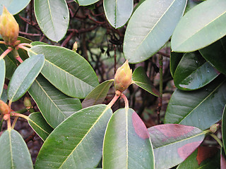 Image showing rhododendron flower buds