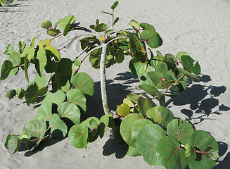 Image showing green plant growing in the sand