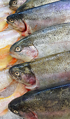 Image showing Fresh trout fish for sale in market