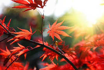 Image showing Bright red Japanese maple or Acer palmatum leaves on the autumn 