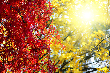 Image showing Bright Japanese maple or Acer palmatum branches on the sunny aut