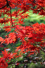 Image showing Bright red branches of Japanese maple or Acer palmatum on the au