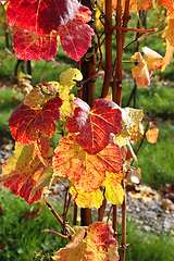 Image showing Autumn bright colorful leaves of grape bush 