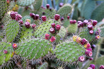 Image showing Prickly pear cactus with fruit