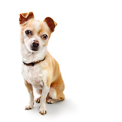 Image showing Chihuahua Sitting on White with Copy Space