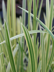 Image showing grass