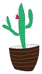 Image showing Blossom of a cactus vector illustration 