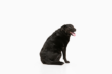 Image showing Studio shot of black labrador retriever isolated on white studio background