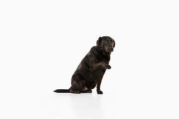 Image showing Studio shot of black labrador retriever isolated on white studio background