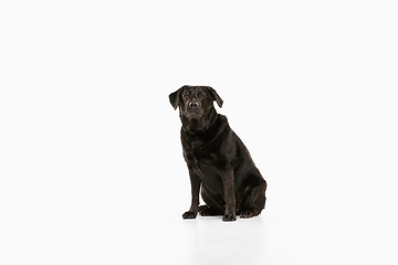 Image showing Studio shot of black labrador retriever isolated on white studio background
