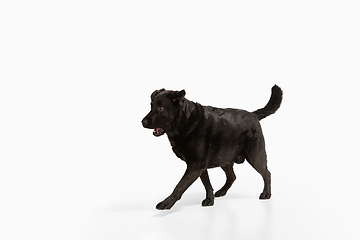 Image showing Studio shot of black labrador retriever isolated on white studio background