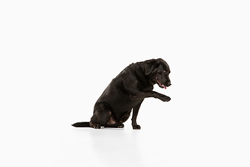 Image showing Studio shot of black labrador retriever isolated on white studio background