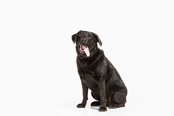 Image showing Studio shot of black labrador retriever isolated on white studio background