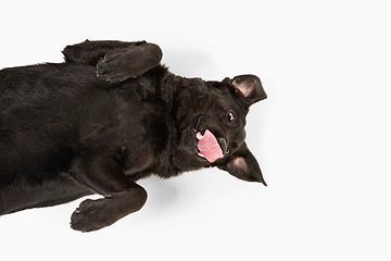 Image showing Studio shot of black labrador retriever isolated on white studio background