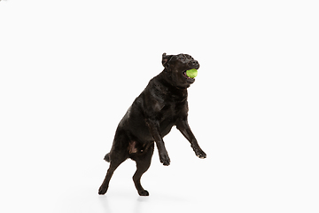 Image showing Studio shot of black labrador retriever isolated on white studio background