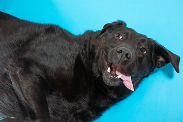 Image showing Studio shot of black labrador retriever isolated on blue studio background