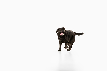 Image showing Studio shot of black labrador retriever isolated on white studio background