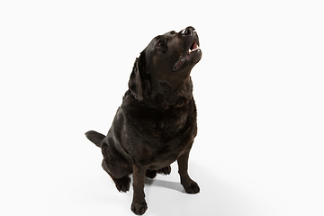 Image showing Studio shot of black labrador retriever isolated on white studio background