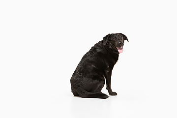 Image showing Studio shot of black labrador retriever isolated on white studio background