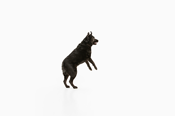Image showing Studio shot of black labrador retriever isolated on white studio background
