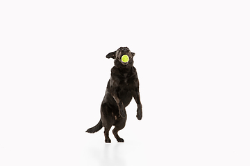 Image showing Studio shot of black labrador retriever isolated on white studio background