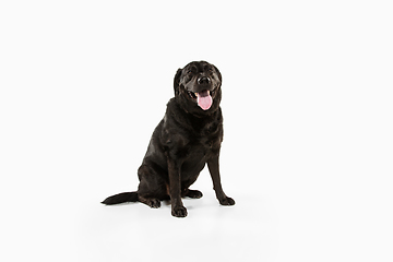 Image showing Studio shot of black labrador retriever isolated on white studio background